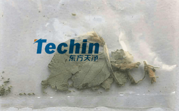 干黄豆叶大香蕉色视频前