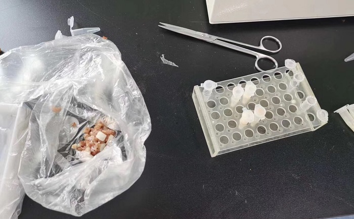 猪肉组织大香蕉色视频前