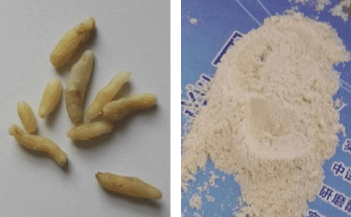 麦冬大香蕉色视频前后