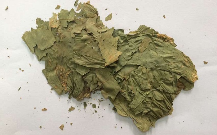 棉花叶大香蕉色视频
